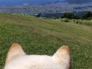 佐野 友美