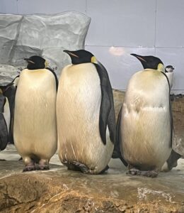 鵜飼 翔一